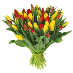 Zółto-czerwone tulipany od...